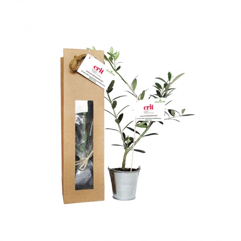 Plant d arbre à planter